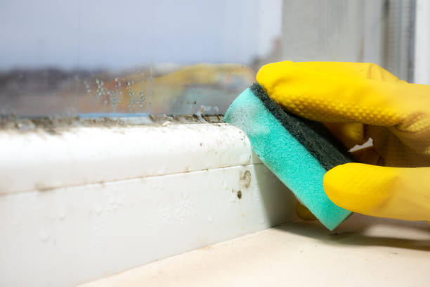 Best Professional Mold Removal  in Lancaster, TX
