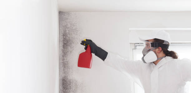 Best Mold Damage Repair  in Lancaster, TX