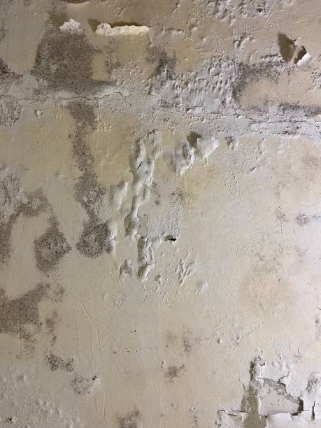 Best Mold Removal Process  in Lancaster, TX