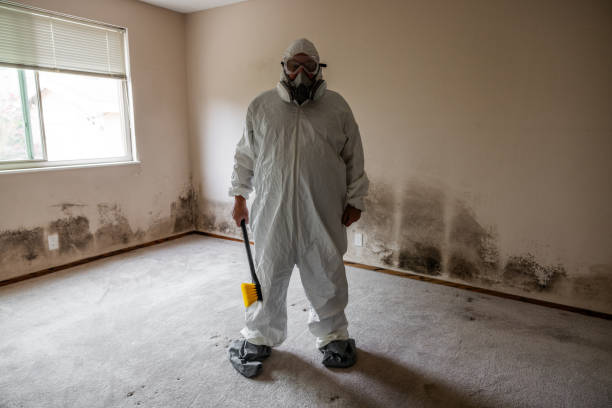 Best Attic Mold Removal  in Lancaster, TX