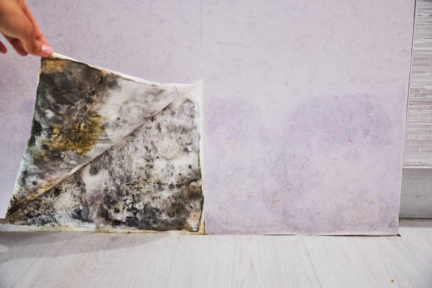 Best Certified Mold Removal  in Lancaster, TX